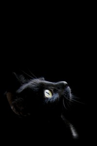 Black-Cat-Wallpaper-46