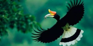 the_land_of_the_hornbills-sarawak-holiday_package-e1335413423596