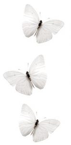 White butterfly 02