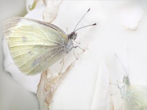 White butterfly wallpaper