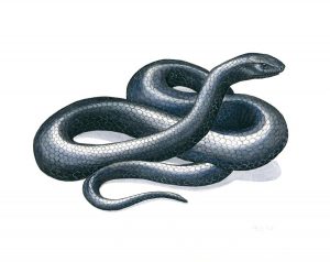 eastern-indigo-snake-anna-bronwyn-foley